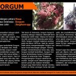 12633502_735027016627372_6470913091916848794_o