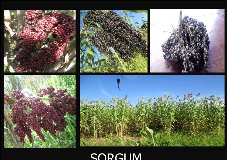 Mengapa Perlu Budidaya Benih Lokal?