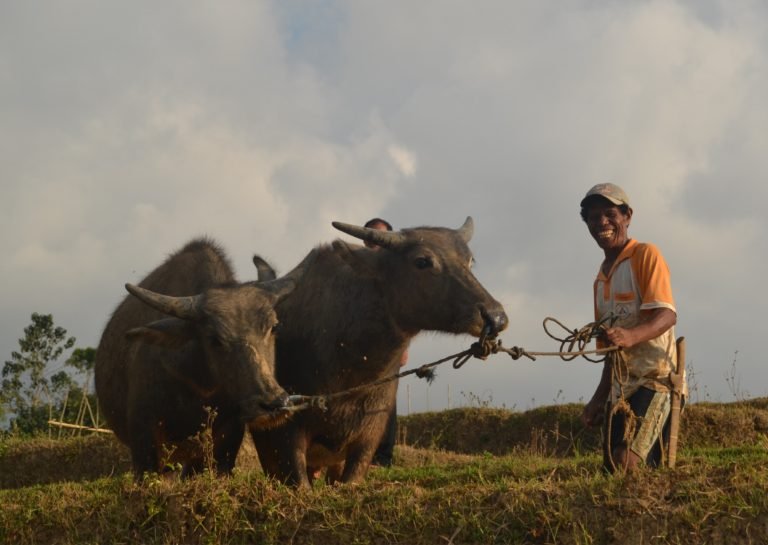 Dari Tando tentang Lembor